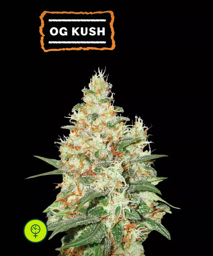 O G Kush 3