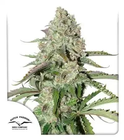 Colorado Cookies 3
