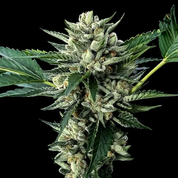 Sour Garlic X Honey Banana
