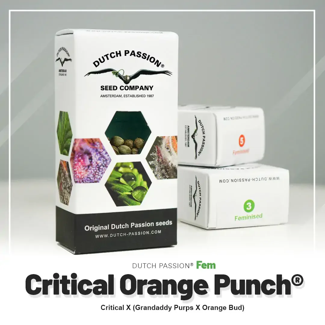 Critical Orange Punch