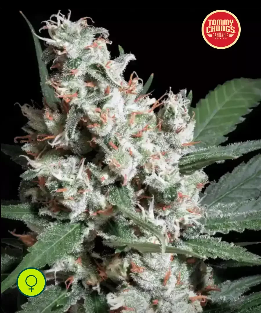 L A Amnesia 2
