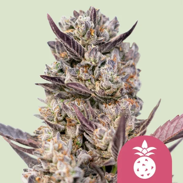 Tropicana Cookies Purple 3