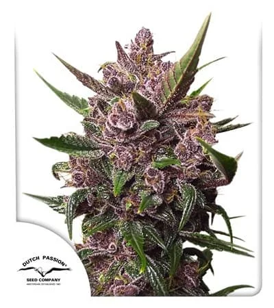 Blackberry Kush