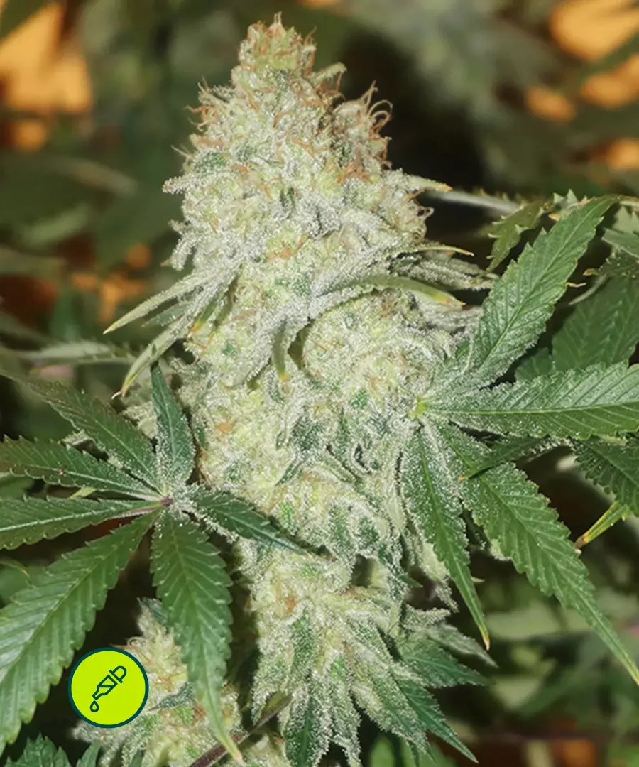 Haze Cbd