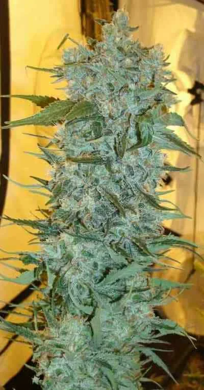 Strawberry Cough 5