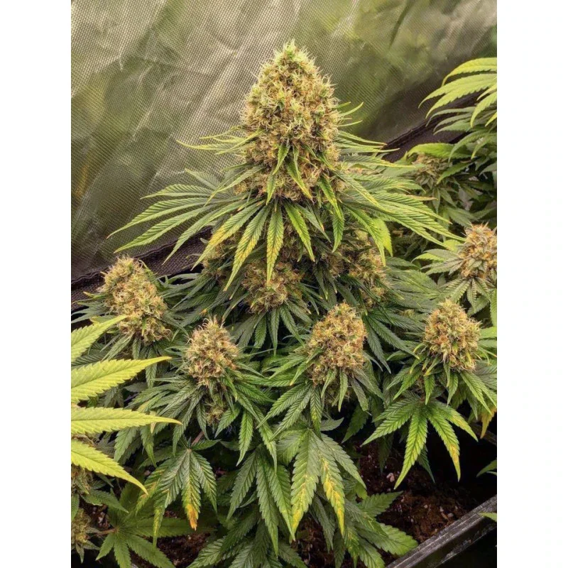 Cbd Mazar 5
