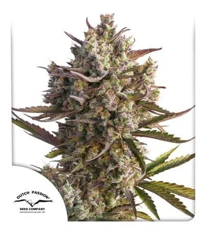 Blueberry 2