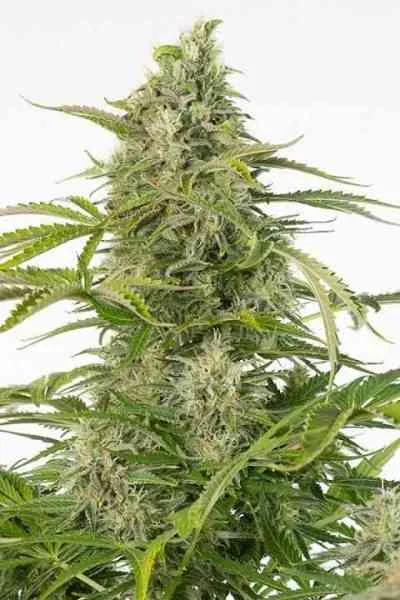 Cheese Cbd