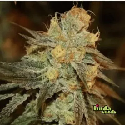 Bruce Banner 5