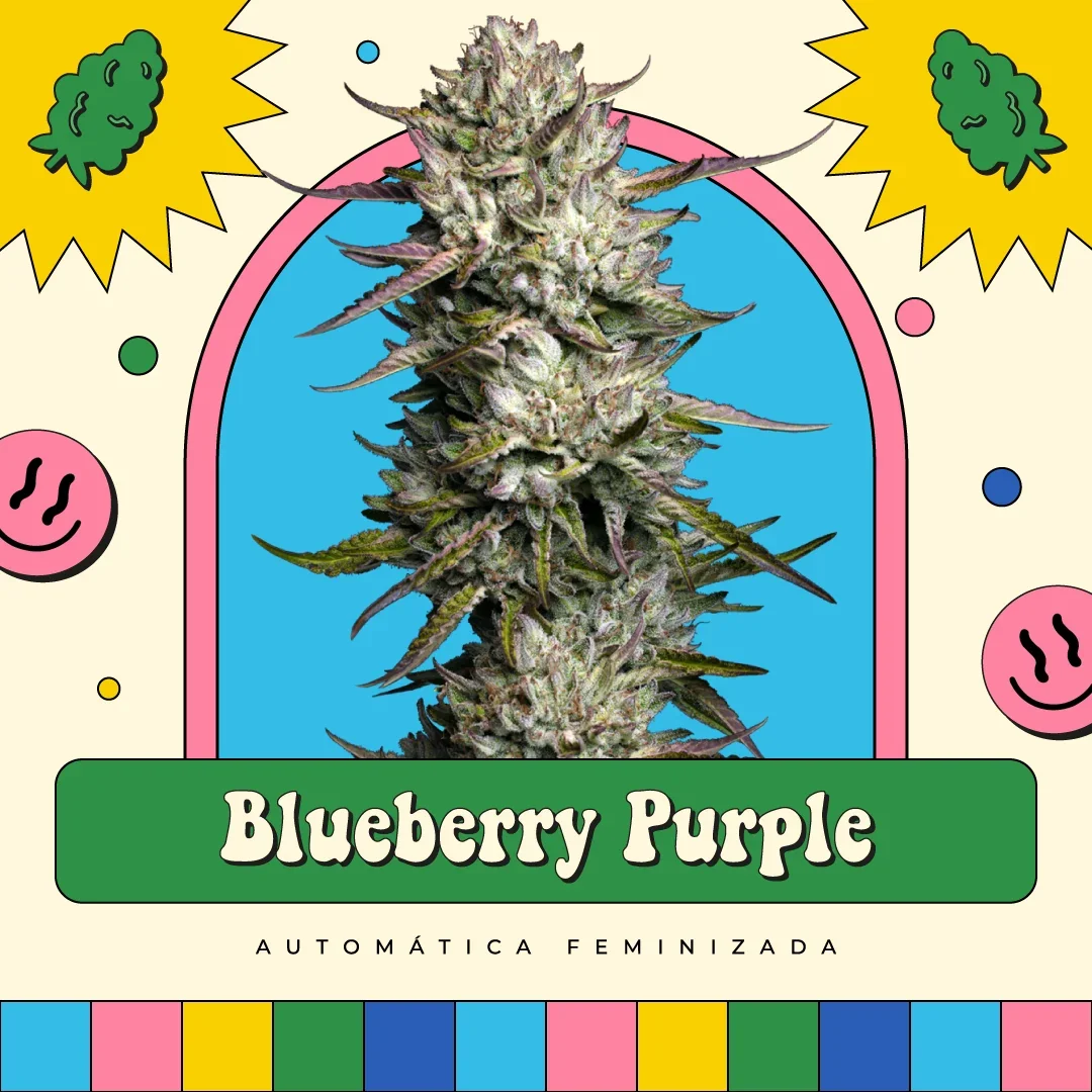 Blueberry Purple