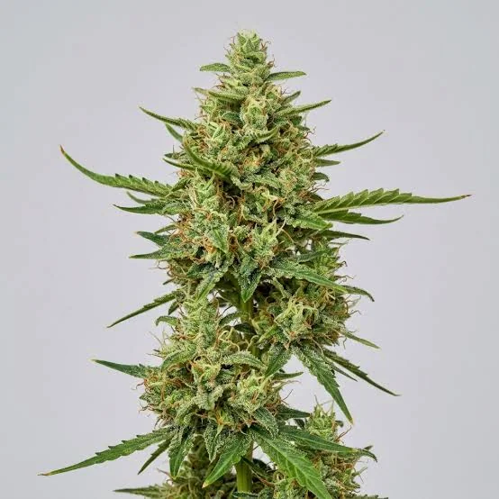 Critical Bilbo