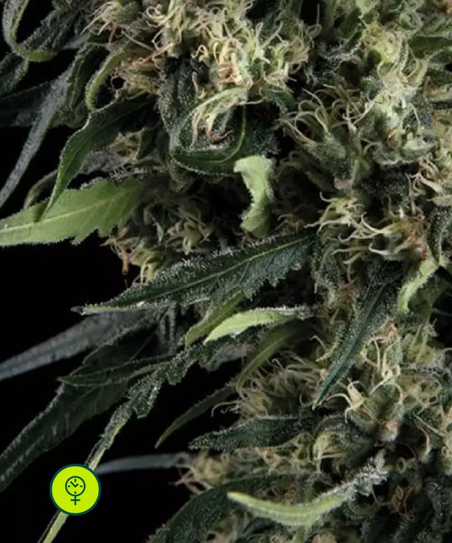 Northern Lights