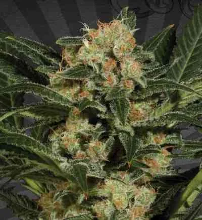 Candy Kush