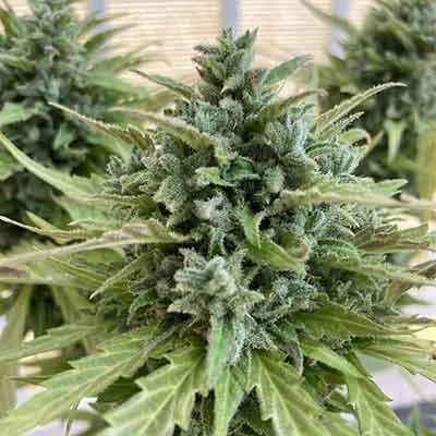 Lemon Haze