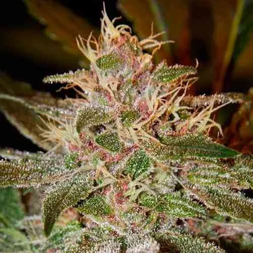 Pure Kush 3