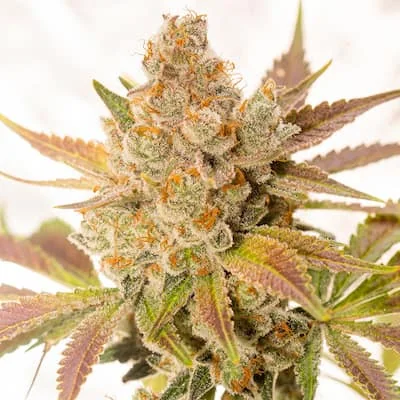Orange Sherbert