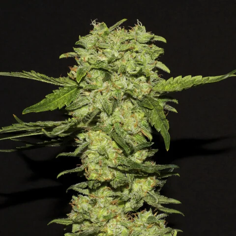 Mango Daddy Latitudsurseeds