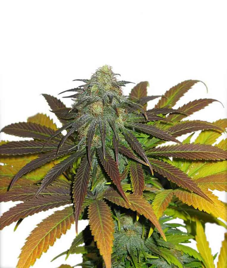 Californian Orange 2