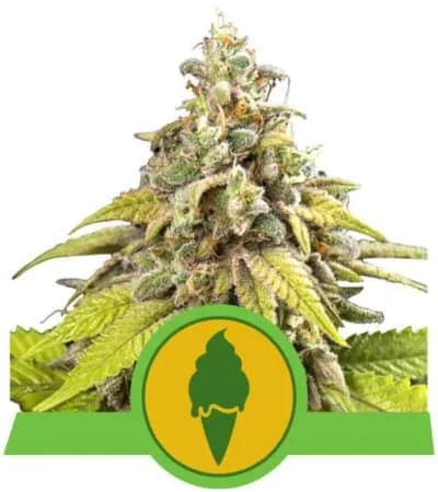 Green Gelato