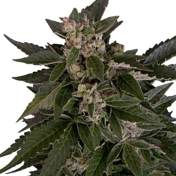 Royal Critical 3