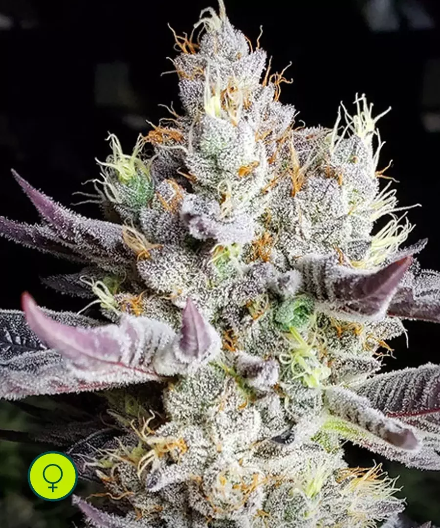 Booberry Cookies Rbx 2