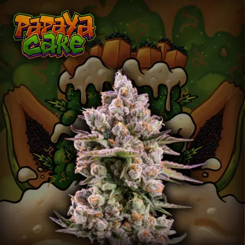 Papaya Cake De 3 Crazyseeds 2