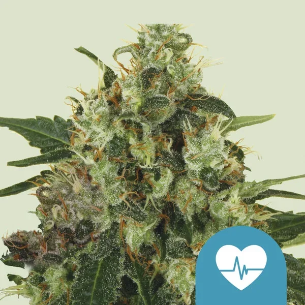 Medical Mass 3