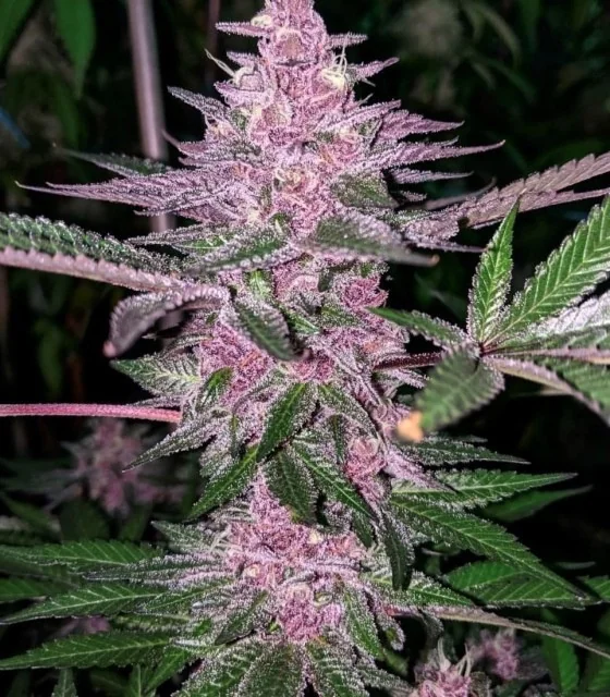 Sour Tropicana Platinum Series 2