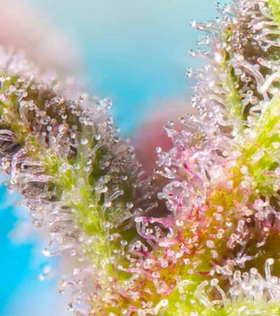 Purple Punch Og 2