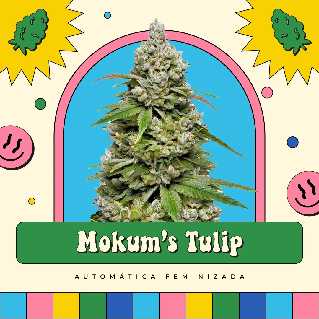 Mokum S Tulip