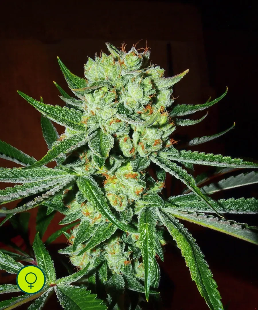 Sour Silverback