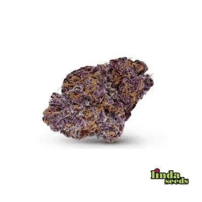 Purple Haze 3