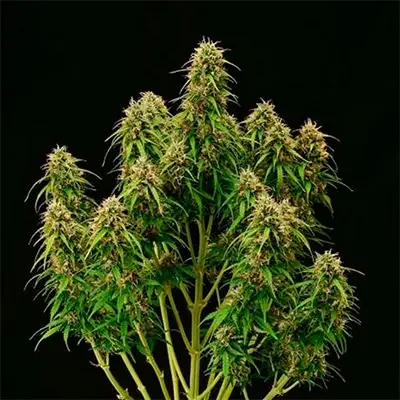 Terp Tonic 4