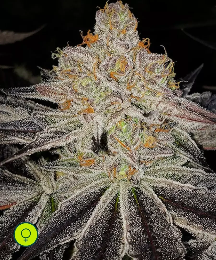 Purple Zkittlez Rbx 2