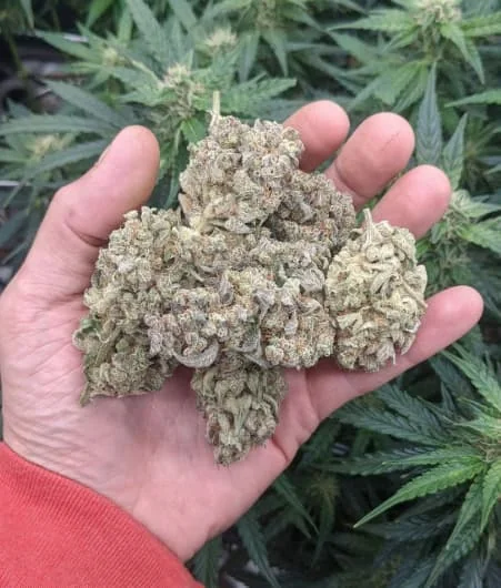 Stardawg 4