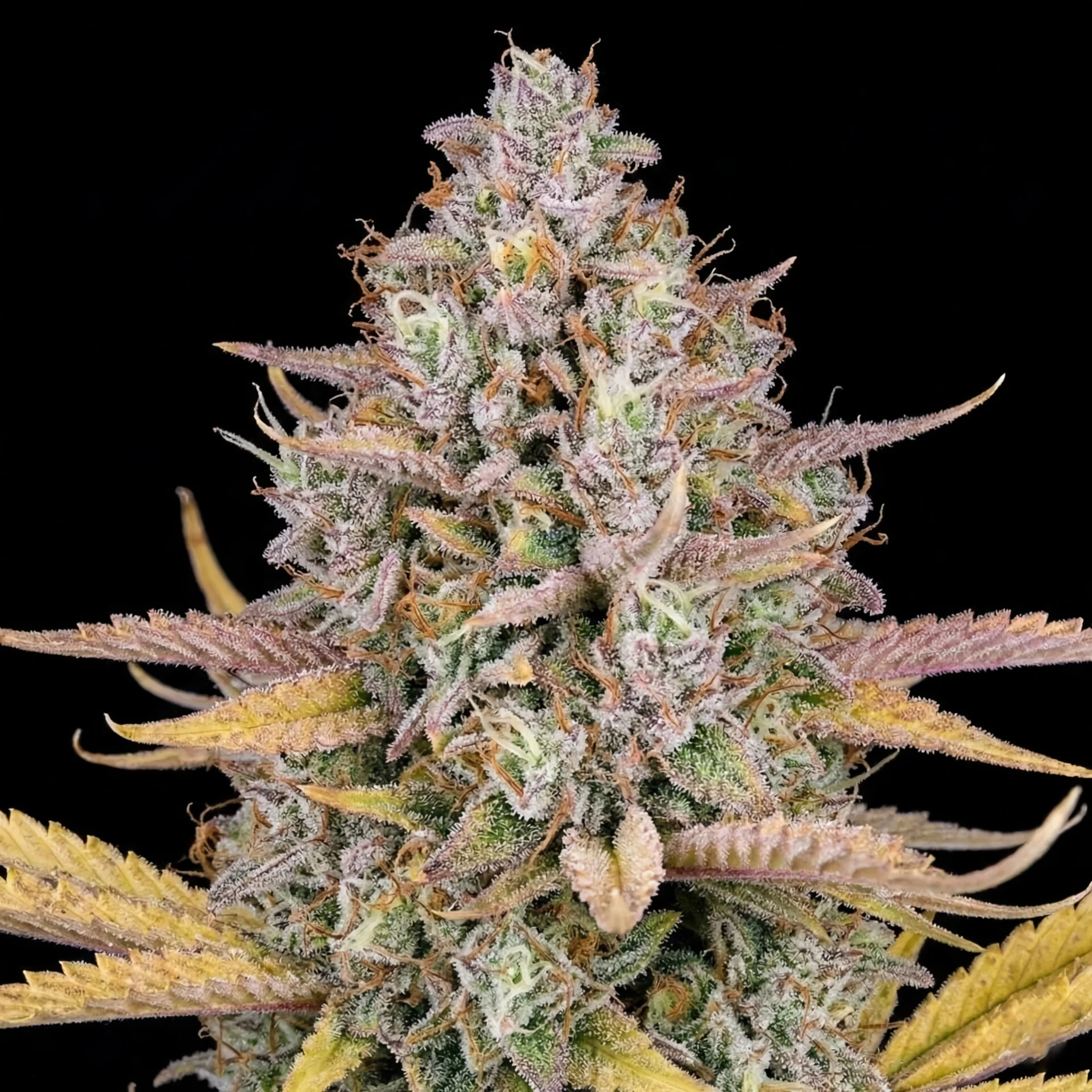 Lemon Kush