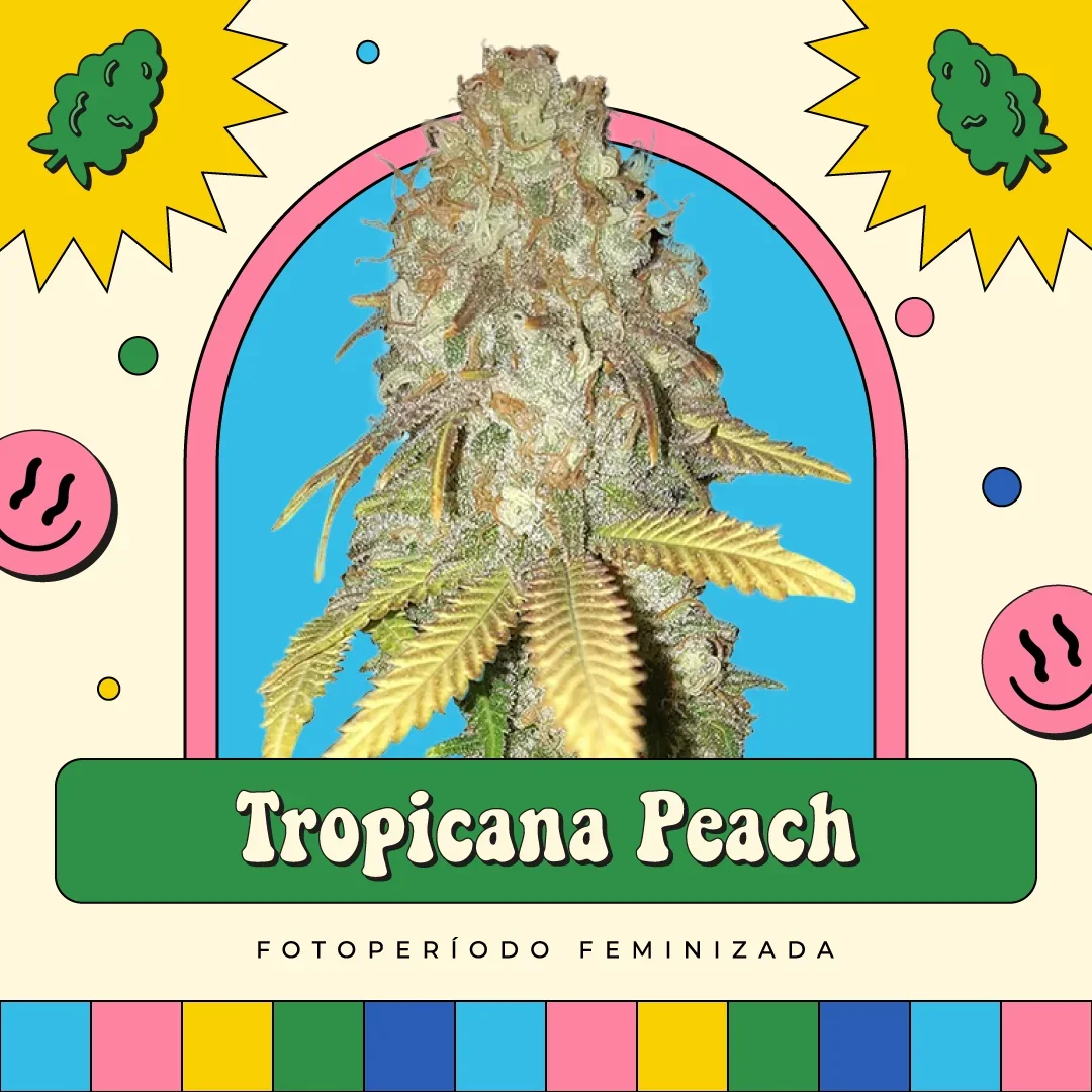 Tropicana Peach