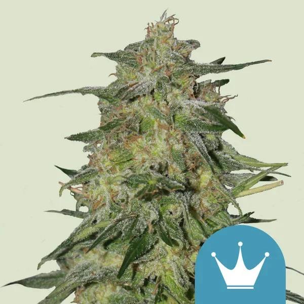 Royal Highness 2
