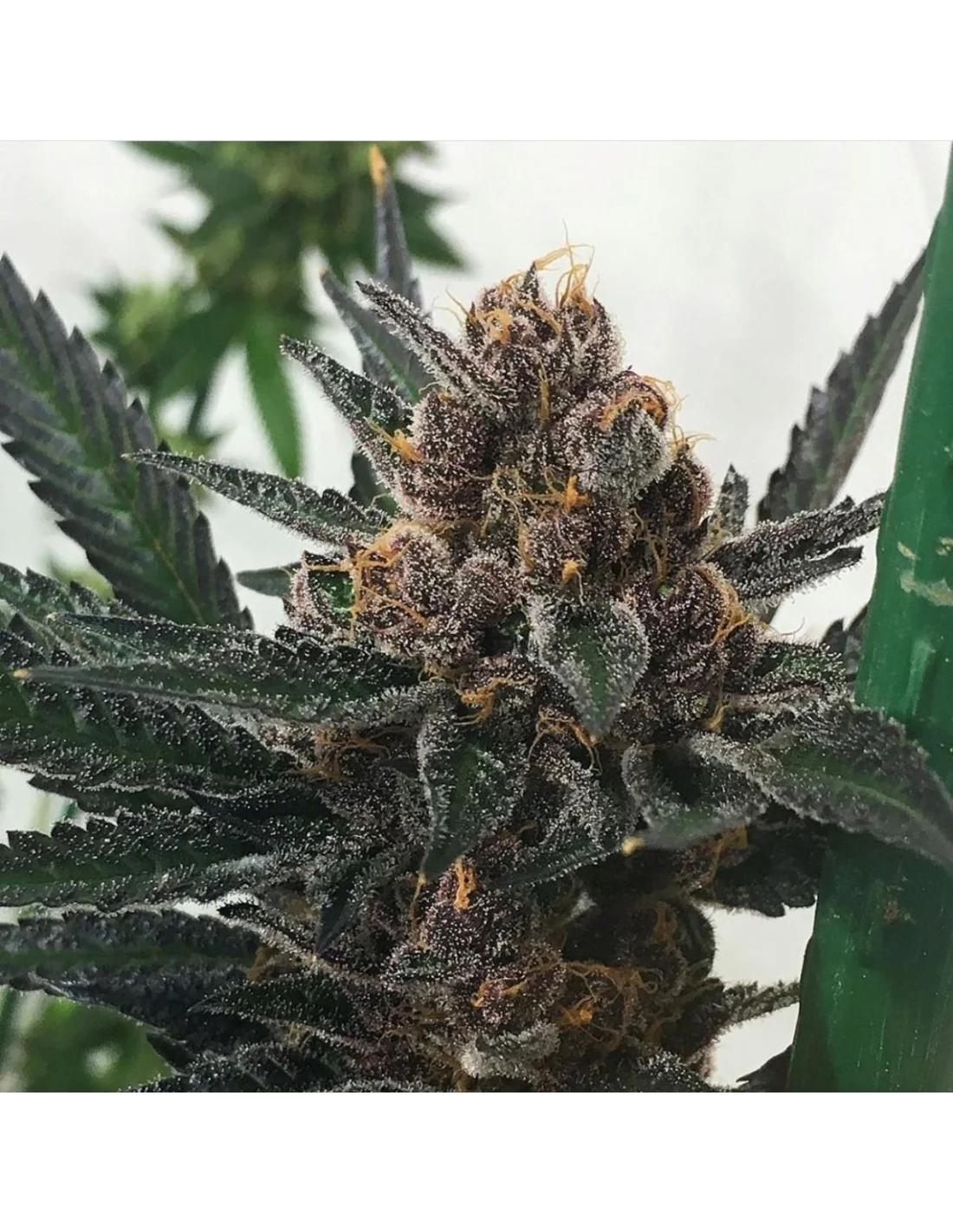 Sour Tropicana Latitudsurseeds 5