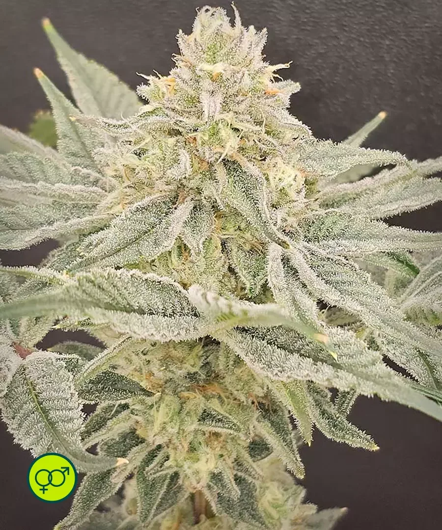 Lemonzi