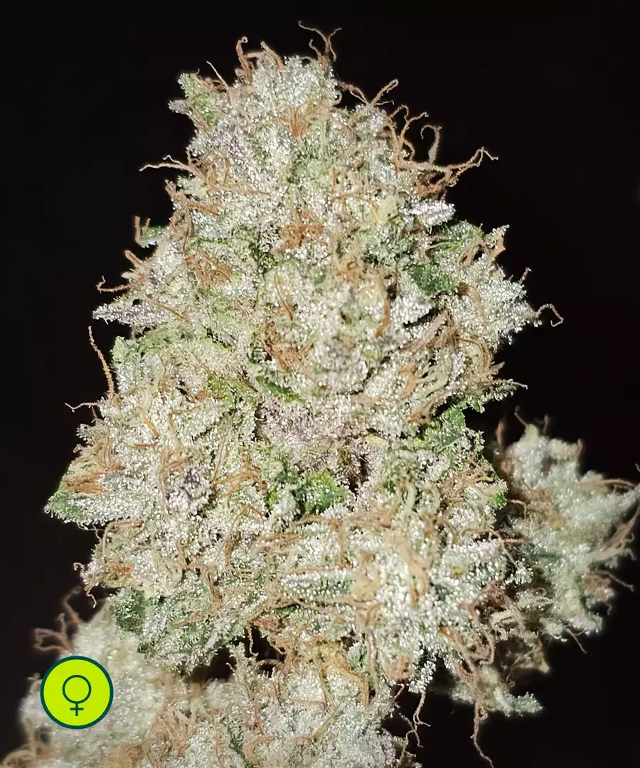 Pink Fritter 5