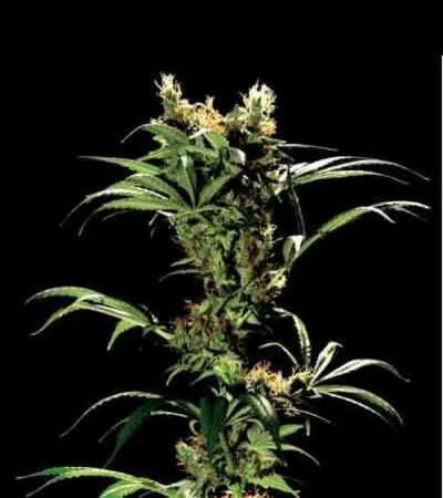 Arjan S Strawberry Haze