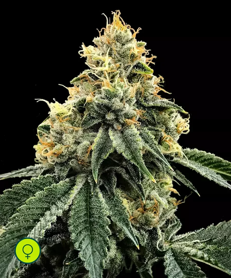 Kosher Dawg