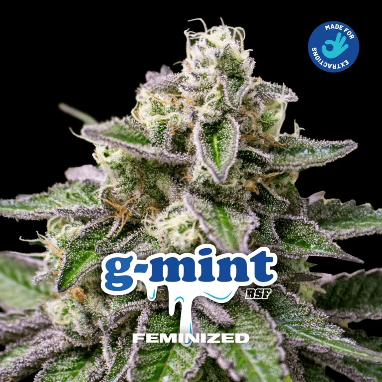 G Mint