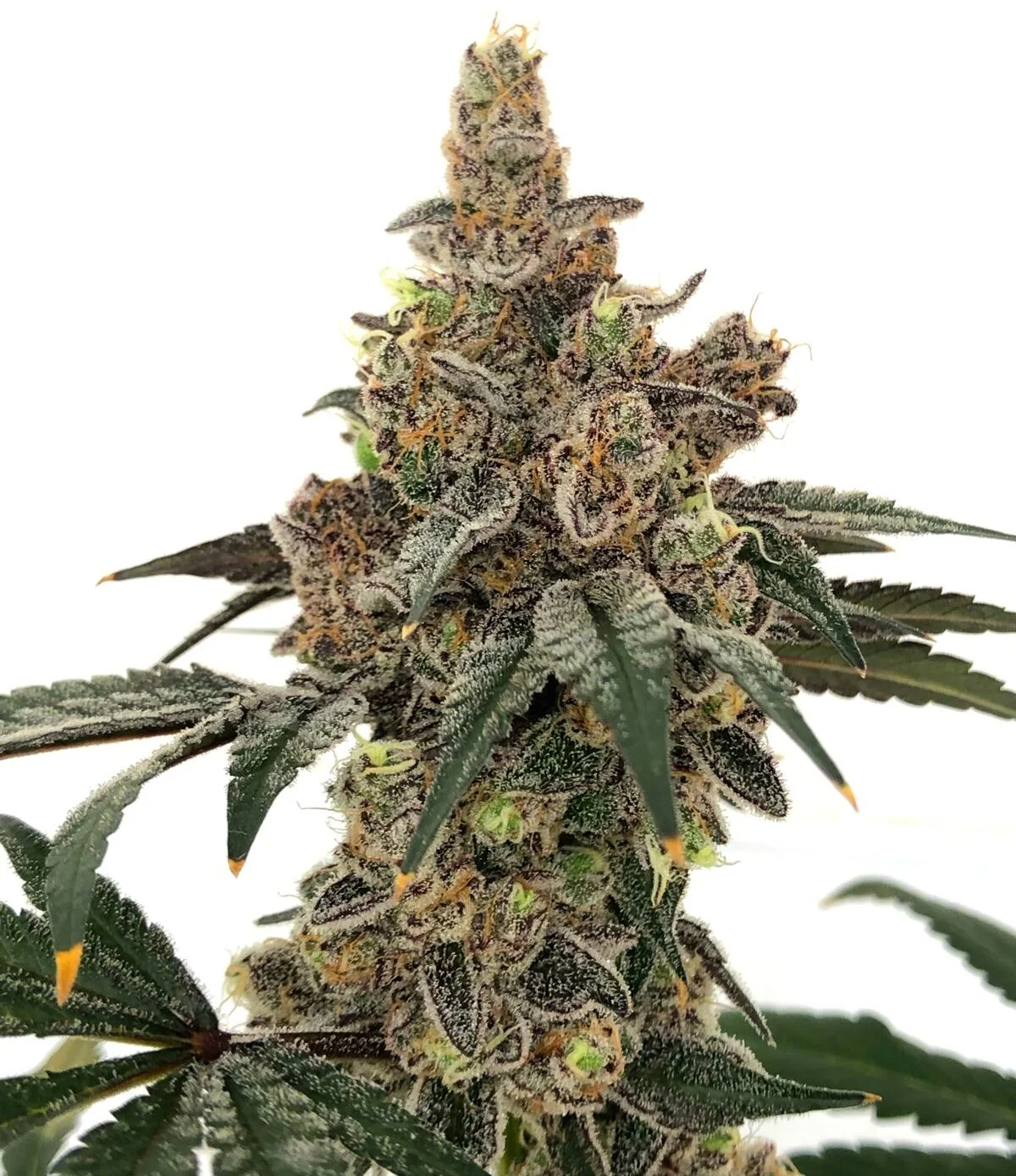 Gushi Purple City Genetics
