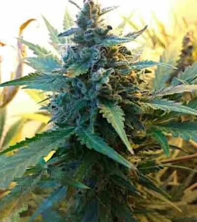 Somango 3