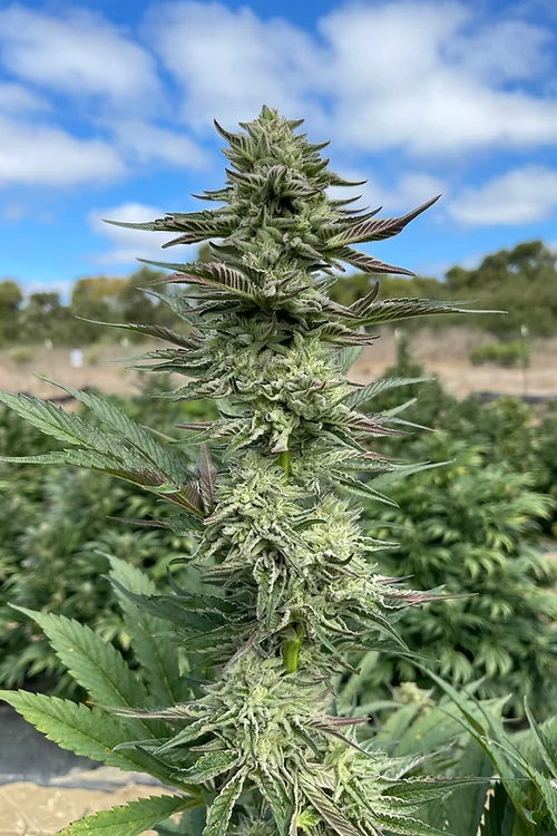 Triangle Gmo 4