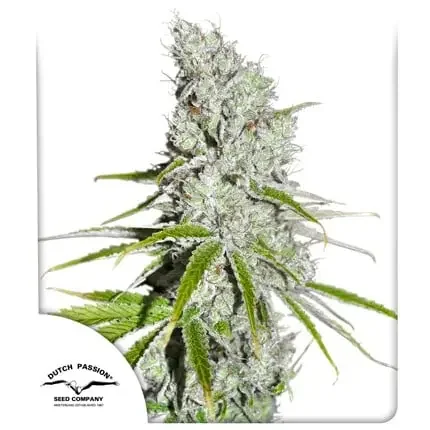 Cbd Skunk Haze