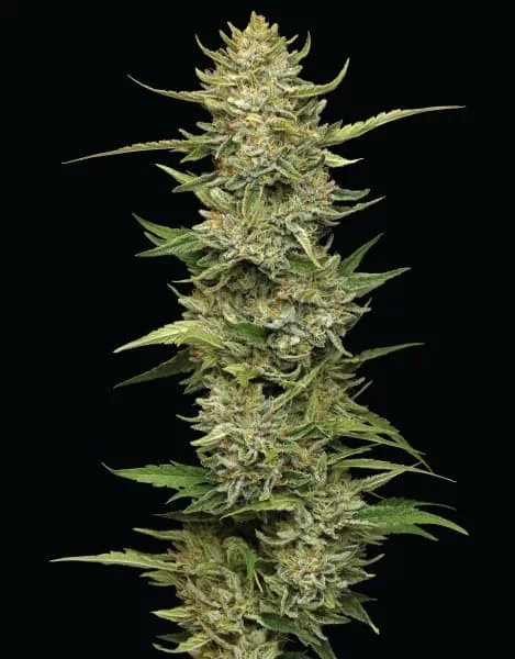 California Sour Diesel 2