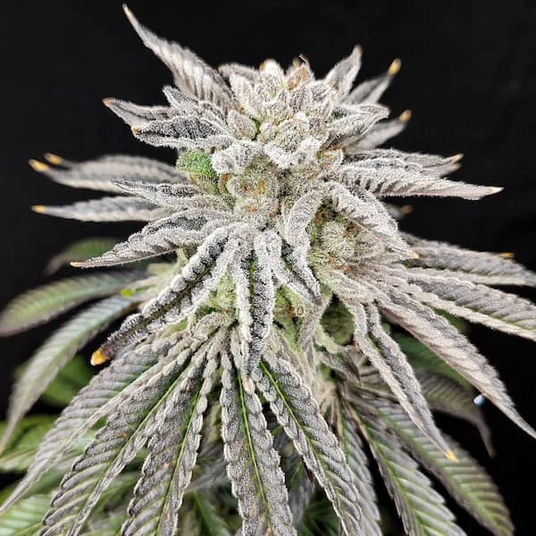 Yuzu Grape Kush 2